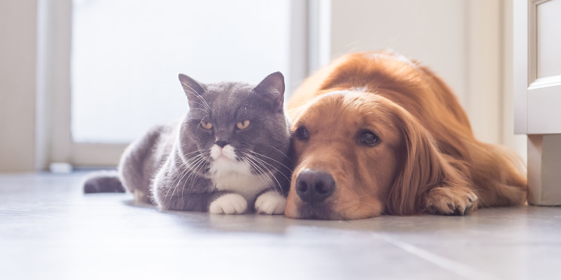 Battersea best sale cat adoption