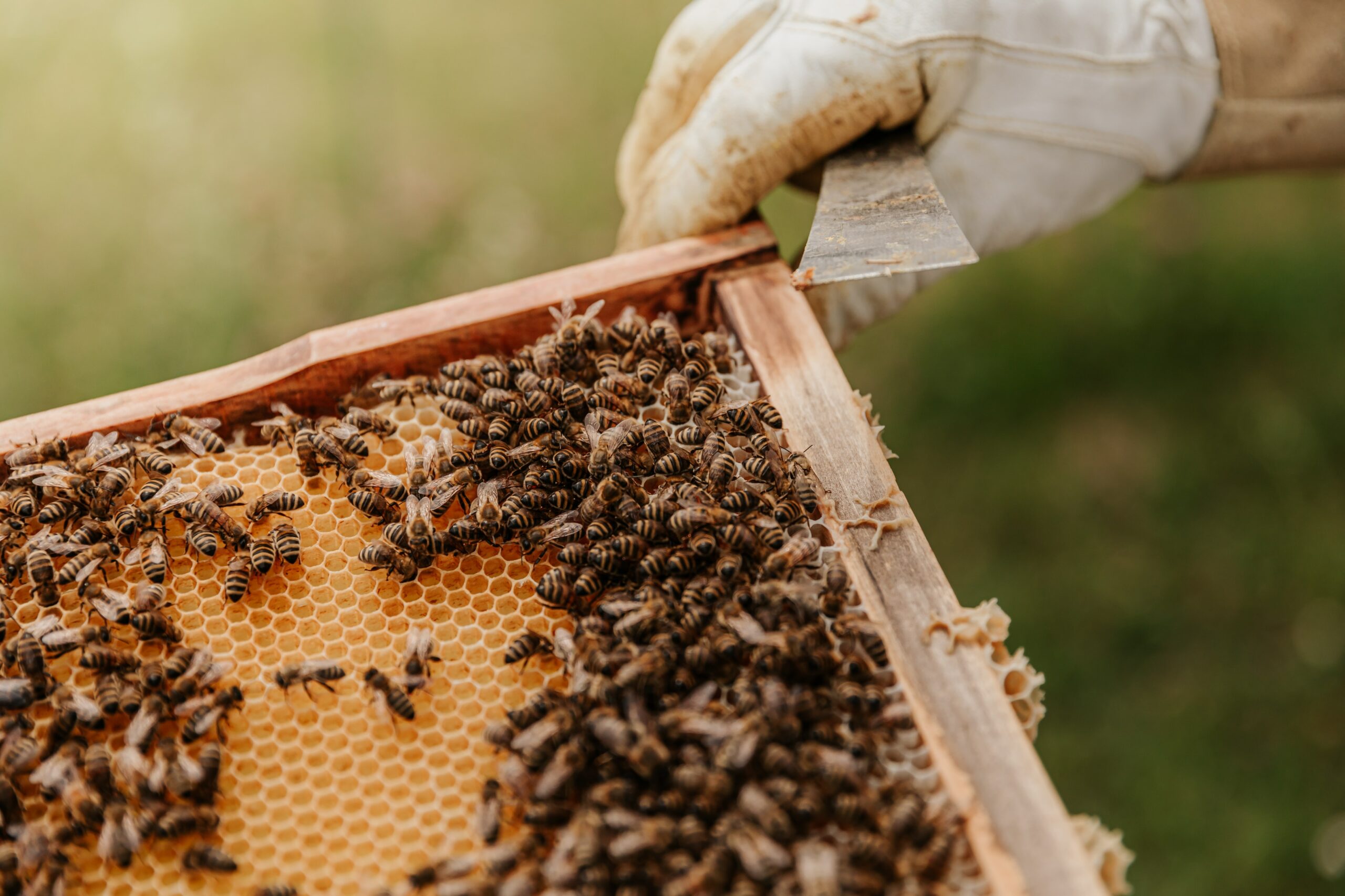 How do Honeybees Make A Honeycomb? Read the Blog To Learn More