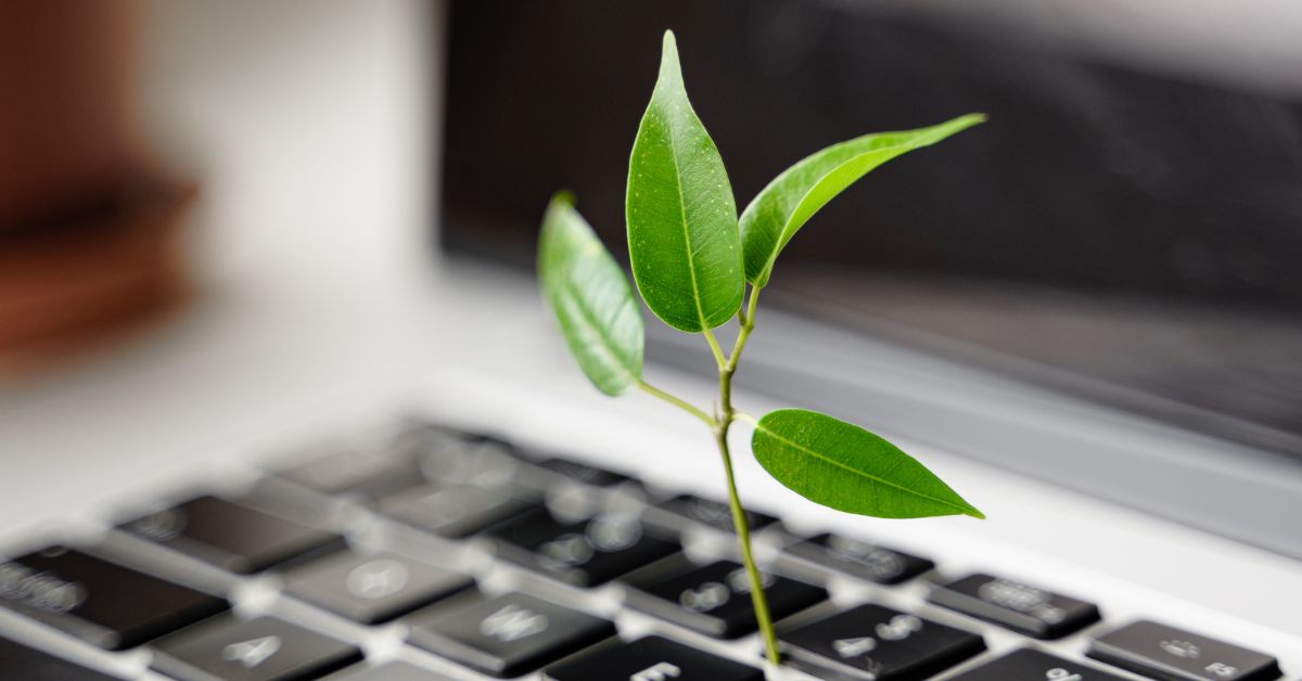 photograph of a small plant shoot growing from a laptop keyboard, depicting the idea of digital sustainability.