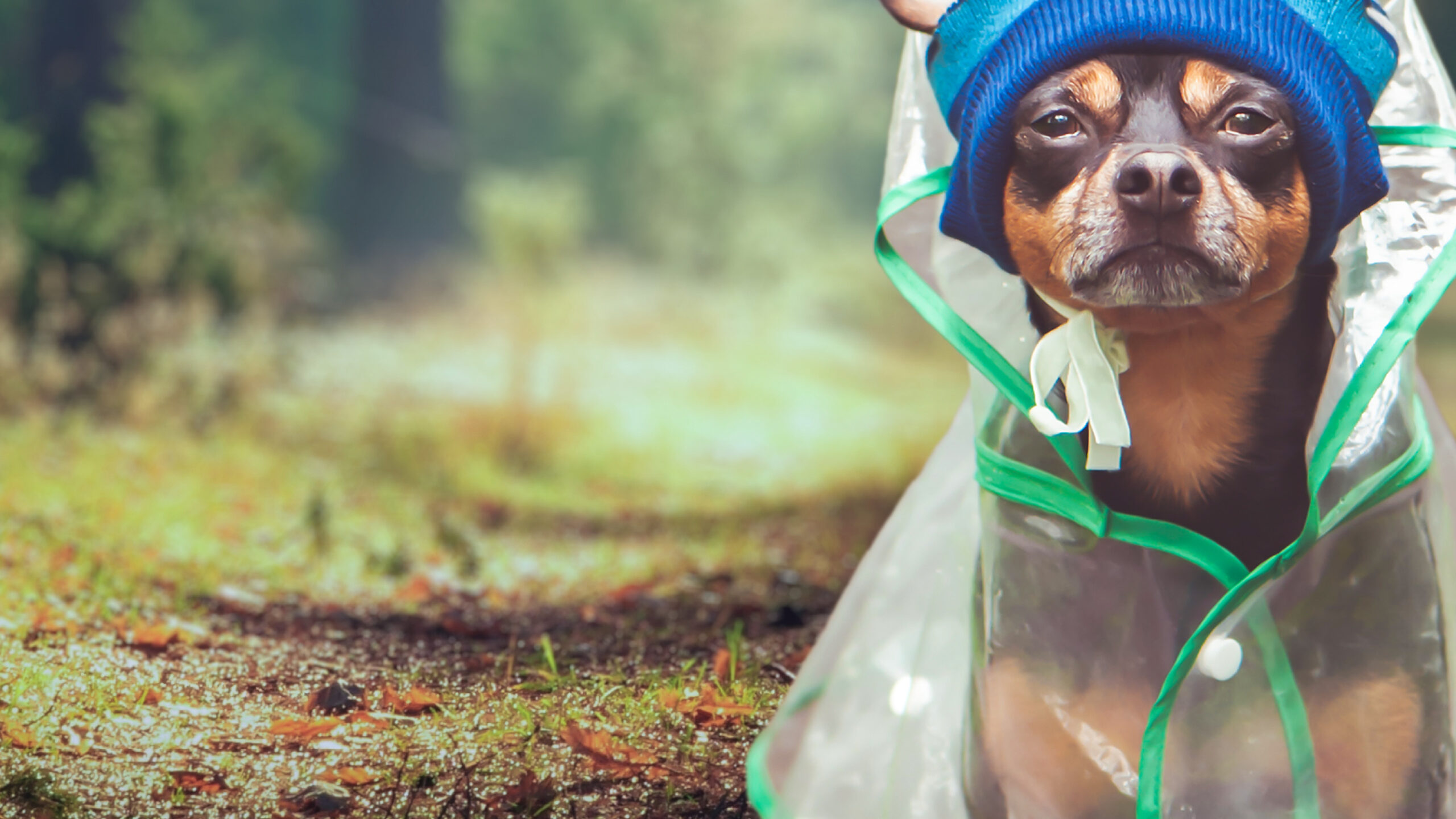 Southeastern Podcast 'Hop on Board' hero image of chihuahua dog wearing beanie hat and waterproof cape.