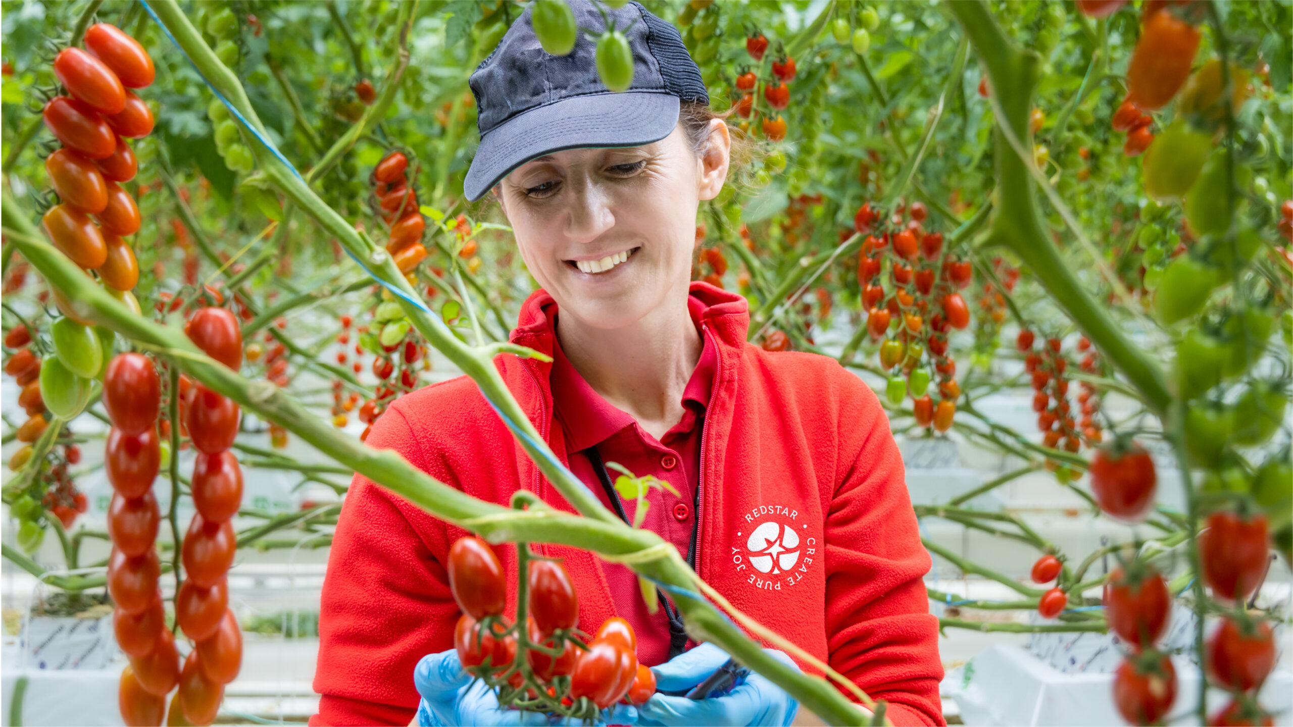 RedStar branding the world's tomatoes