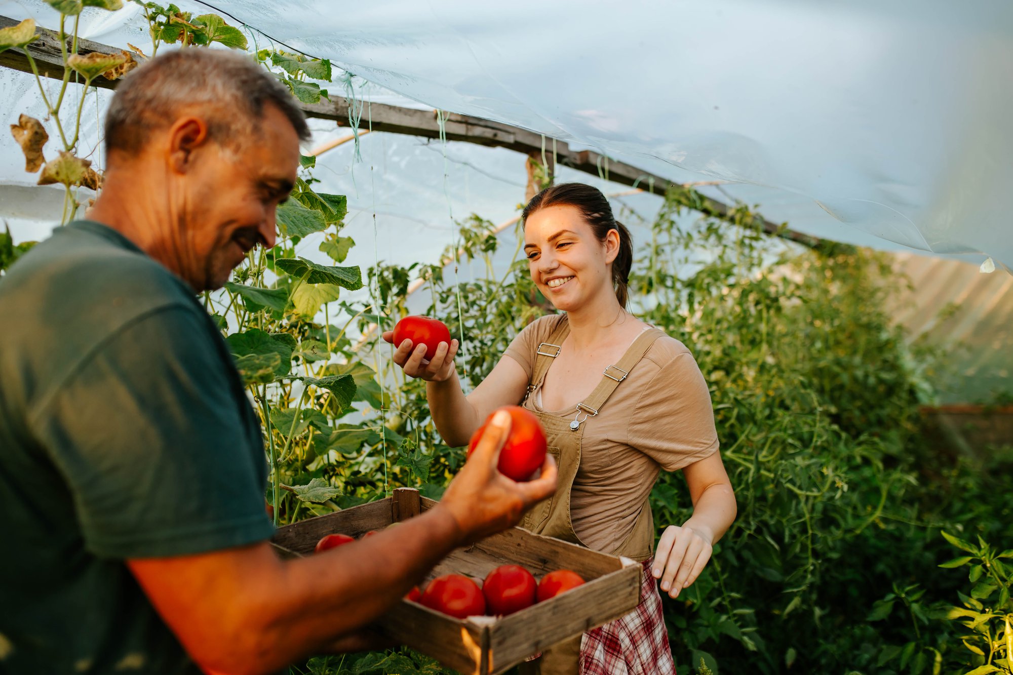 Picking vegetables is in progress
